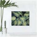 Picture of Chinese Evergreen  _GroupedProduct_Rectangle_Landscape_Photography _GroupedProduct_Rectangle_Landscape_Unframed_Print_Only_