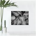 Picture of Chinese Evergreen  _GroupedProduct_Rectangle_Landscape_Photography _GroupedProduct_Rectangle_Landscape_Unframed_Print_Only_