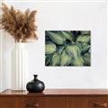 Picture of Chinese Evergreen  _GroupedProduct_Rectangle_Landscape_Photography _GroupedProduct_Rectangle_Landscape_Unframed_Print_Only_