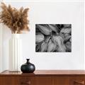 Picture of Chinese Evergreen  _GroupedProduct_Rectangle_Landscape_Photography _GroupedProduct_Rectangle_Landscape_Unframed_Print_Only_