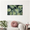 Picture of Chinese Evergreen  _GroupedProduct_Rectangle_Landscape_Photography _GroupedProduct_Rectangle_Landscape_Unframed_Print_Only_