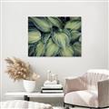 Picture of Chinese Evergreen  _GroupedProduct_Rectangle_Landscape_Photography _GroupedProduct_Rectangle_Landscape_Unframed_Print_Only_