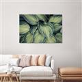 Picture of Chinese Evergreen  _GroupedProduct_Rectangle_Landscape_Photography _GroupedProduct_Rectangle_Landscape_Unframed_Print_Only_