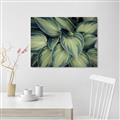 Picture of Chinese Evergreen  _GroupedProduct_Rectangle_Landscape_Photography _GroupedProduct_Rectangle_Landscape_Unframed_Print_Only_