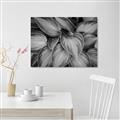 Picture of Chinese Evergreen  _GroupedProduct_Rectangle_Landscape_Photography _GroupedProduct_Rectangle_Landscape_Unframed_Print_Only_