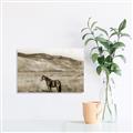 Picture of Mustard Grass Horse _GroupedProduct_Rectangle_Landscape_Photography _GroupedProduct_Rectangle_Landscape_Unframed_Print_Only_
