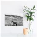 Picture of Mustard Grass Horse _GroupedProduct_Rectangle_Landscape_Photography _GroupedProduct_Rectangle_Landscape_Unframed_Print_Only_