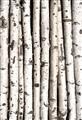 Picture of Birch Logs _GroupedProduct_Rectangle_Portrait_Photography _GroupedProduct_Rectangle_Portrait_Unframed_Print_Only_