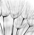 Picture of B&W Flowers end _GroupedProduct_Square_Photography _GroupedProduct_Square_Unframed_Print_Only_