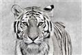 Picture of Big Tiger _GroupedProduct_Rectangle_Landscape_Photography _GroupedProduct_Rectangle_Landscape_Unframed_Print_Only_