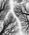 Picture of Web of Trees _GroupedProduct_Rectangle_Portrait_Photography _GroupedProduct_Rectangle_Portrait_Unframed_Print_Only_