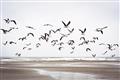 Picture of Seagulls flying on a rainy day _GroupedProduct_Rectangle_Landscape_Photography _GroupedProduct_Rectangle_Landscape_Unframed_Print_Only_