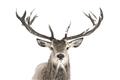 Picture of Deer Antler _GroupedProduct_Rectangle_Landscape_Photography _GroupedProduct_Rectangle_Landscape_Unframed_Print_Only_