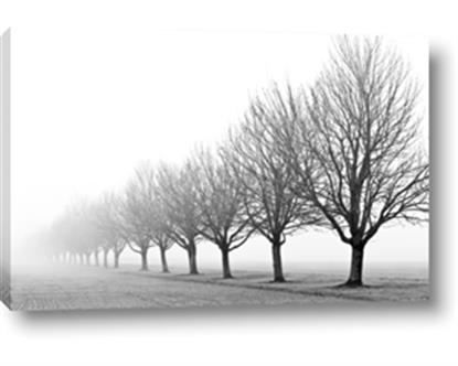 Picture of Lined Up Trees