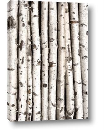 Picture of Birch Logs