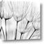 Picture of B&W Flowers end
