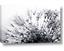 Picture of Dandilion bliss