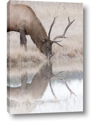 Picture of Elk in the Wild