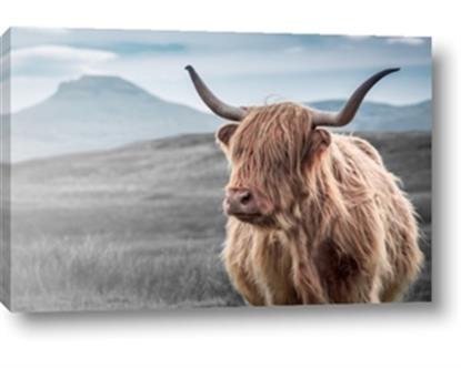 Picture of Furry highland cow