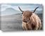 Picture of Furry highland cow