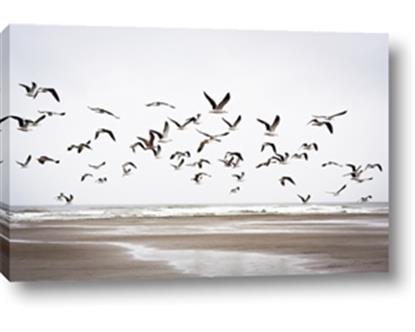Picture of Seagulls flying on a rainy day