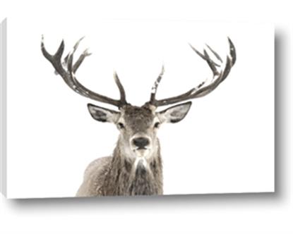 Picture of Deer Antler