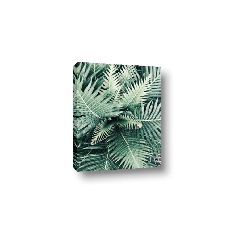 Picture of Green Ferns _GroupedProduct_Rectangle_Portrait_Photography _GroupedProduct_Rectangle_Portrait_Canvas_