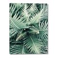 Picture of Green Ferns _GroupedProduct_Rectangle_Portrait_Photography _GroupedProduct_Rectangle_Portrait_Canvas_