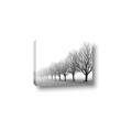 Picture of Lined Up Trees _GroupedProduct_Rectangle_Landscape_Photography _GroupedProduct_Rectangle_Landscape_Canvas_