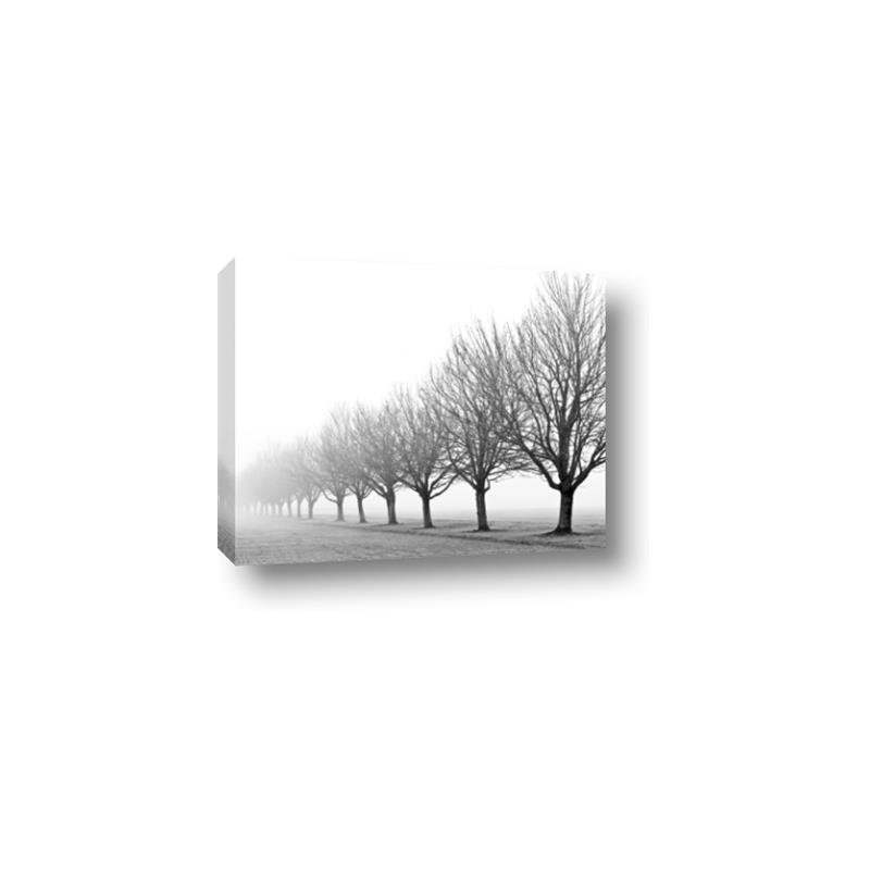 Picture of Lined Up Trees _GroupedProduct_Rectangle_Landscape_Photography _GroupedProduct_Rectangle_Landscape_Canvas_