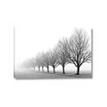 Picture of Lined Up Trees _GroupedProduct_Rectangle_Landscape_Photography _GroupedProduct_Rectangle_Landscape_Canvas_