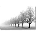 Picture of Lined Up Trees _GroupedProduct_Rectangle_Landscape_Photography _GroupedProduct_Rectangle_Landscape_Canvas_