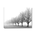 Picture of Lined Up Trees _GroupedProduct_Rectangle_Landscape_Photography _GroupedProduct_Rectangle_Landscape_Canvas_