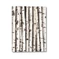 Picture of Birch Logs _GroupedProduct_Rectangle_Portrait_Photography _GroupedProduct_Rectangle_Portrait_Canvas_