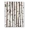 Picture of Birch Logs _GroupedProduct_Rectangle_Portrait_Photography _GroupedProduct_Rectangle_Portrait_Canvas_