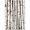 Picture of Birch Logs _GroupedProduct_Rectangle_Portrait_Photography _GroupedProduct_Rectangle_Portrait_Canvas_