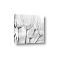 Picture of B&W Flowers end _GroupedProduct_Square_Photography _GroupedProduct_Square_Canvas_