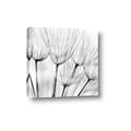 Picture of B&W Flowers end _GroupedProduct_Square_Photography _GroupedProduct_Square_Canvas_