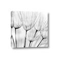 Picture of B&W Flowers end _GroupedProduct_Square_Photography _GroupedProduct_Square_Canvas_