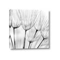 Picture of B&W Flowers end _GroupedProduct_Square_Photography _GroupedProduct_Square_Canvas_