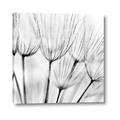 Picture of B&W Flowers end _GroupedProduct_Square_Photography _GroupedProduct_Square_Canvas_