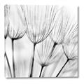 Picture of B&W Flowers end _GroupedProduct_Square_Photography _GroupedProduct_Square_Canvas_