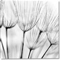Picture of B&W Flowers end _GroupedProduct_Square_Photography _GroupedProduct_Square_Canvas_