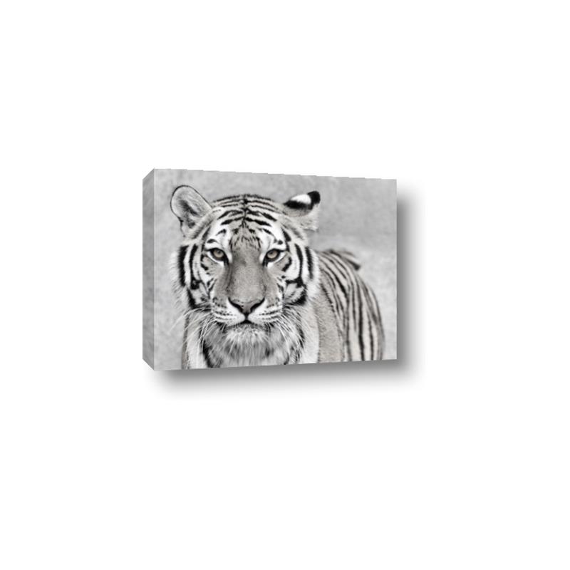 Picture of Big Tiger _GroupedProduct_Rectangle_Landscape_Photography _GroupedProduct_Rectangle_Landscape_Canvas_