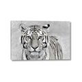 Picture of Big Tiger _GroupedProduct_Rectangle_Landscape_Photography _GroupedProduct_Rectangle_Landscape_Canvas_