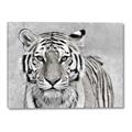 Picture of Big Tiger _GroupedProduct_Rectangle_Landscape_Photography _GroupedProduct_Rectangle_Landscape_Canvas_