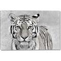 Picture of Big Tiger _GroupedProduct_Rectangle_Landscape_Photography _GroupedProduct_Rectangle_Landscape_Canvas_