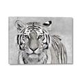 Picture of Big Tiger _GroupedProduct_Rectangle_Landscape_Photography _GroupedProduct_Rectangle_Landscape_Canvas_