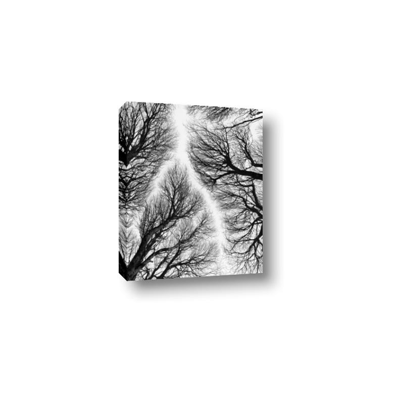 Picture of Web of Trees _GroupedProduct_Rectangle_Portrait_Photography _GroupedProduct_Rectangle_Portrait_Canvas_