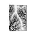 Picture of Web of Trees _GroupedProduct_Rectangle_Portrait_Photography _GroupedProduct_Rectangle_Portrait_Canvas_